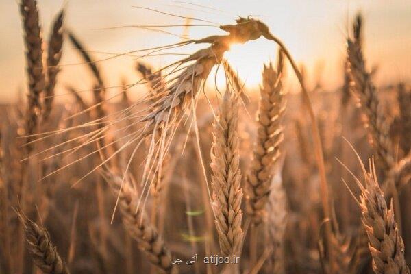 پژوهشگران ایرانی با گرافن بیماری مزارع گندم را درمان می کنند